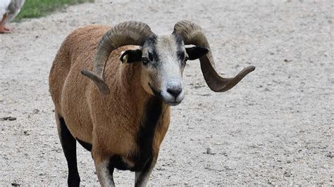 Corsican Sheep Aikman Wildlife Adventure