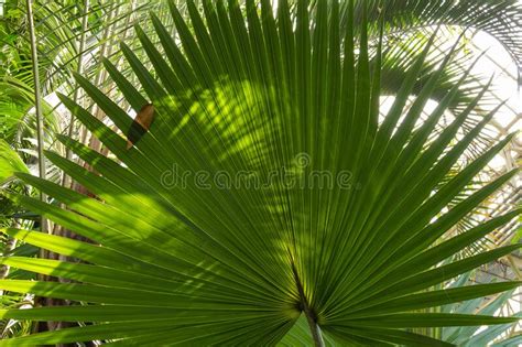 Beautiful Large Fresh Natural Palm Tree In The Rainforest Stock