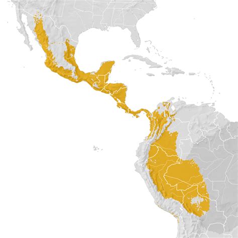 Sulphur Bellied Flycatcher Range Map Pre Breeding Migration Ebird