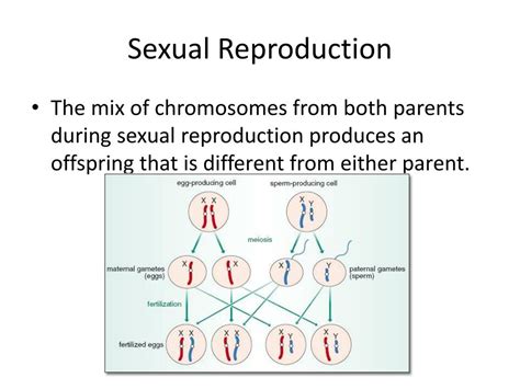 Ppt Ch 22 Heredity And Evolution Powerpoint Presentation Free Download Id2770797