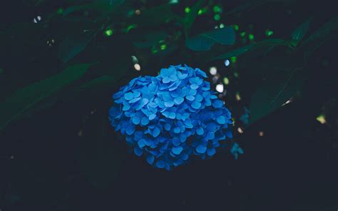 Blue Hydrangea Background