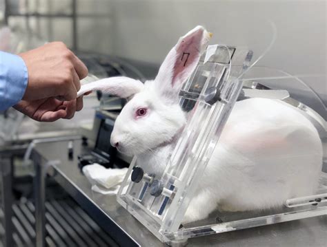 Animal Testing Makeup These Beauty Brands Are Still Tested On Animals