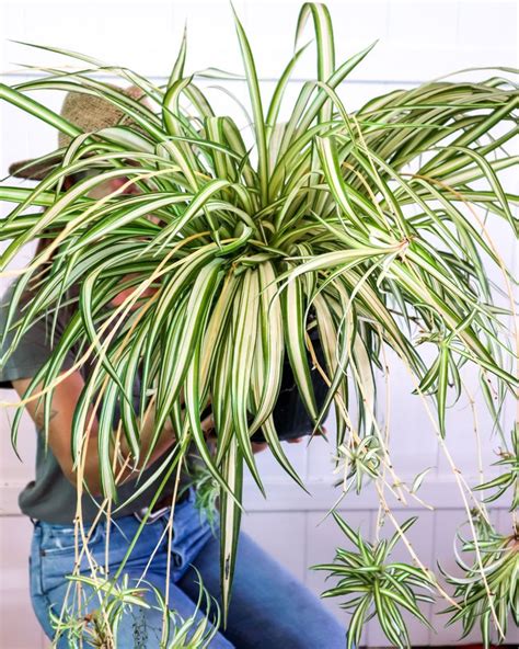 Chlorophytum Comosum Spider Plant Plants Potted Plants Outdoor