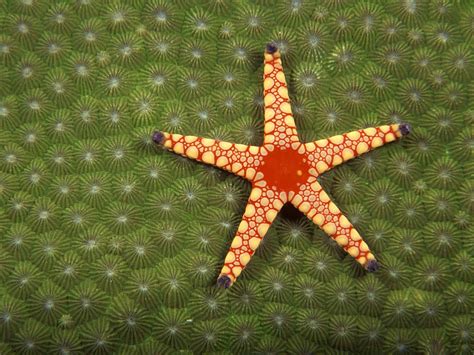 Underwater Wallpaper Underwater Theme Starfish