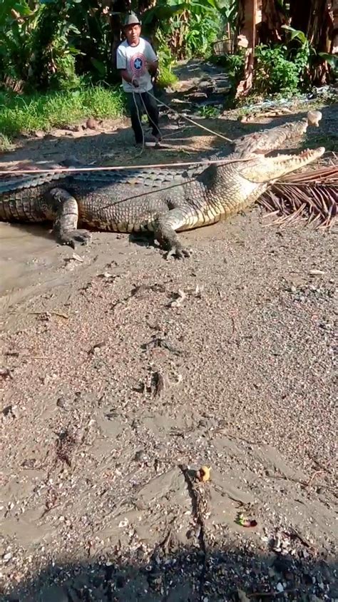 30 Ft Crocodile Caught
