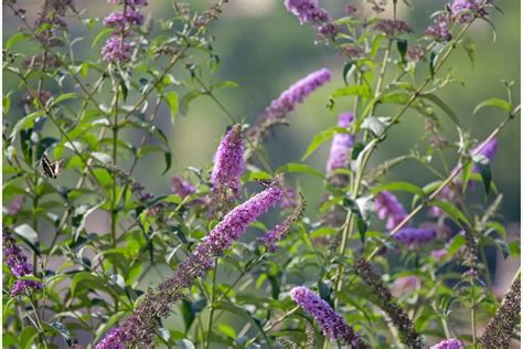 How To Prune Butterfly Bush The Right Way Naturallist