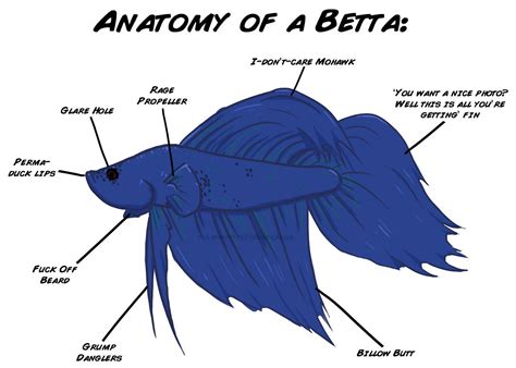 Anatomy Of A Betta Fish Tank Design Betta Aquarium Betta Fish Care