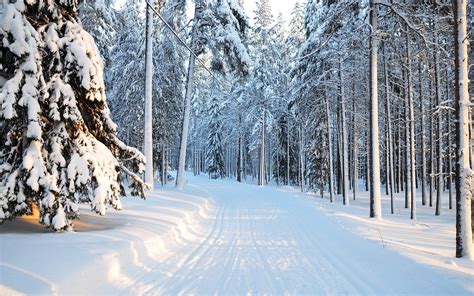 Winter Tree Snow Forest Nature Wallpapers Winter