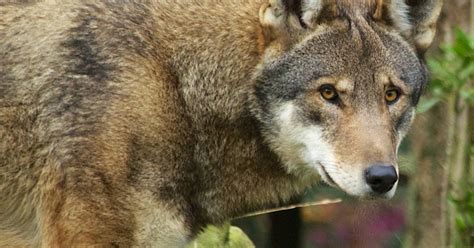 50 Unbelievable Interesting Facts About Red Wolves Ultimate Guide 2024