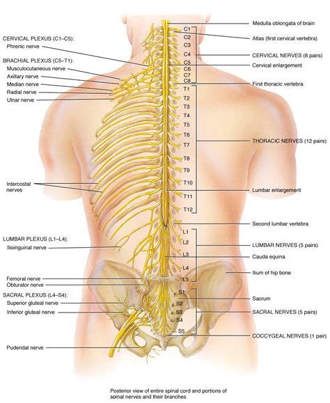 The nervous system directs our body's reactions to the world and also controls most of our internal 1. About » Fircrest Family Chiropractic Center