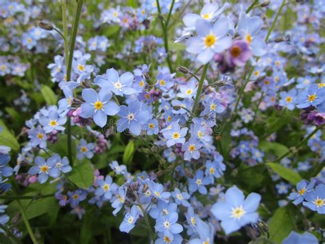 Bright Attractive Blue Forget Me Not Flowers Close Up Stock Photo