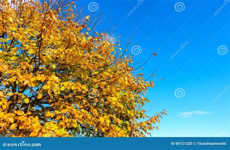 Top Part Of An Autumn Tree With Blue Sky Stock Photo Image Of Branch