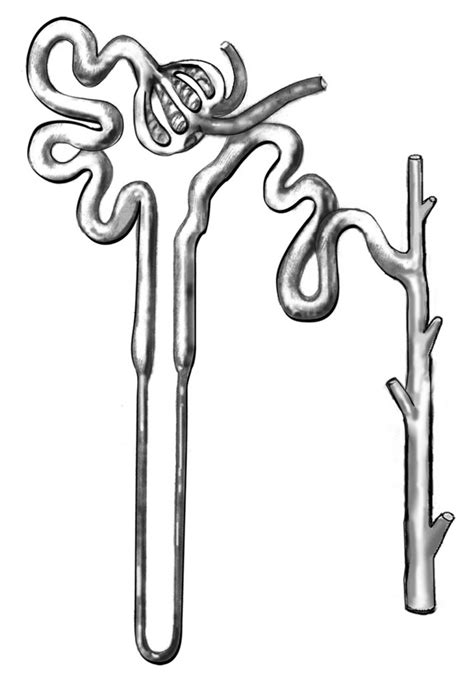 42 Nephron Diagram Unlabeled