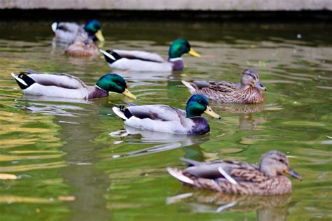 Several Ducks Swimming In A Small Pond Featured Image Im From Yorkshire