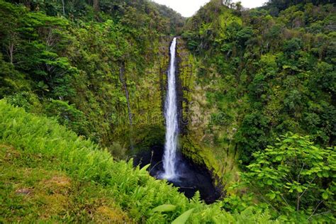 Majestic Akaka Falls Waterfall Located On Kolekole Stream On The Big