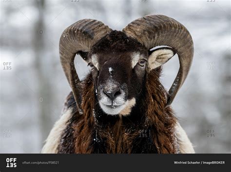 European Mouflon Ovis Orientalis Musimon Aries Stands In The Snow