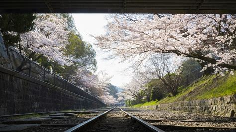 Keage Incline Disused Kyoto Rail Line Now A Spot For Sakura Lovers