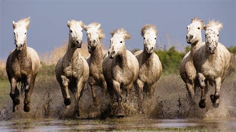 Nature Horse Animals Running Wallpapers Hd Desktop