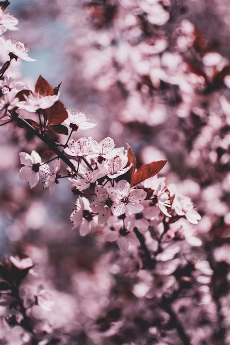 Paling Bagus 18+ Gambar Bunga Sakura Warna Pink
