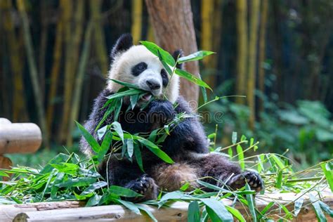 Cute Panda Sitting And Eating Bamboo Stock Image Image Of Panda