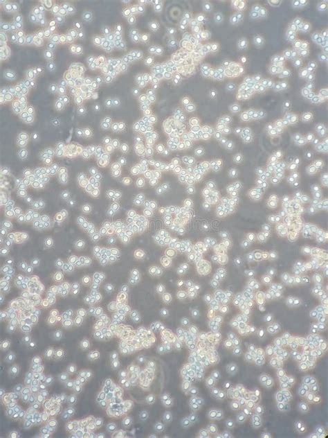 Saccharomyces Cerevisiae Yeast Budding Cell Under The Light Microscope