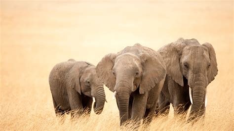Beautiful Big Three Elephants Walking On Dry Grass Wallpapers Hd