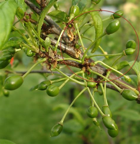 Pits from some of these. Nadia Sweet cherry x plum hybrid - General Fruit Growing ...