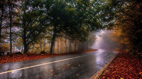 Nature Photography Landscape Wet Fall Road Mist Trees Leaves Asphalt