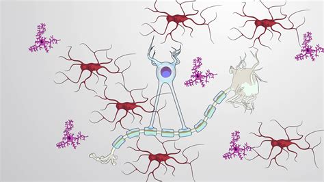 Glial Cells Astrocytes Oligodendrocytes And Microglia Concept