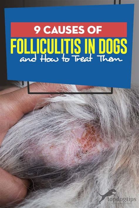 9 Causes Of Folliculitis In Dogs And How To Treat Them Top Dog Tips