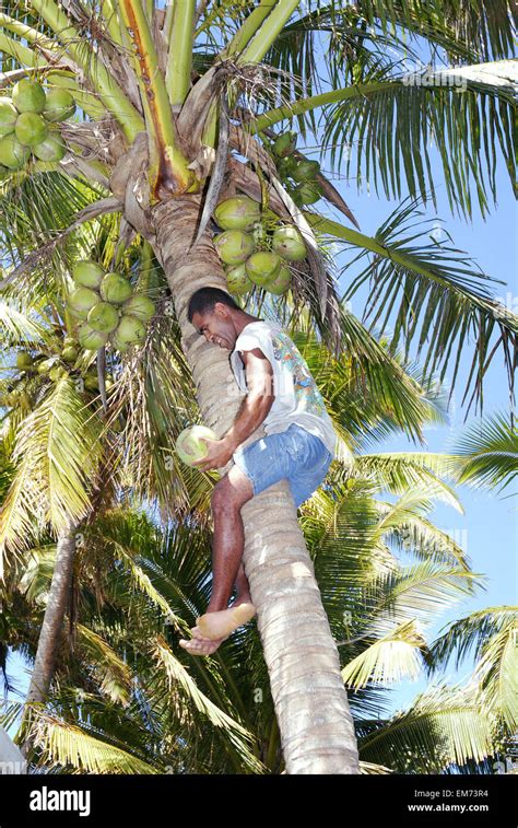 Fiji Viti Levu Coral Coast Fijian Man Climbing A Palm Tree To Pick
