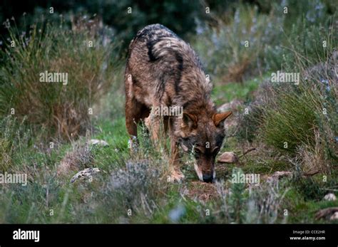 Iberian Wolf Canis Lupus Signatus Sniffing Captive Iberian Wolf Is