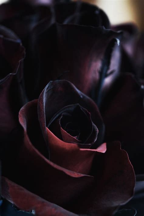 Anenome 2 photographic print by california based photographer christina fluegge. Black Roses - Tinted Black Roses For Sale | Flower Explosion