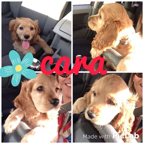 Cara Coker Spaniel Spaniel Caras