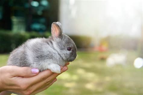 Premium Photo Adorable Lopsided Bunny In Hands Cute Pet Rabbit Being