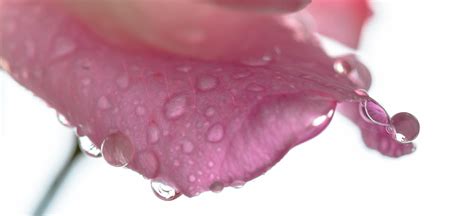 Macro Photography Of Water Droplets Rose Hd Wallpaper Wallpaper Flare