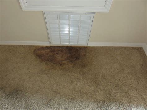 Bleach can banish mold, but it can also discolor carpet. How To Deal With Carpet Mold