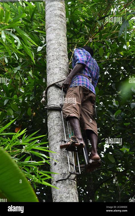 Coconut Tree Climber With Tree Lopper In Harness For Cutting The Tree