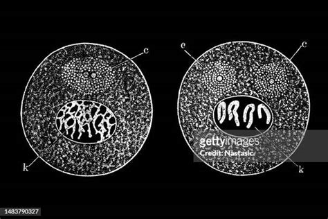 Human Cell Nucleus Stock Fotos Und Bilder Getty Images