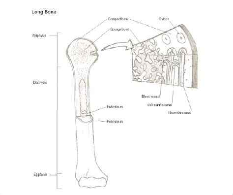 Th E Macroscopic And Microscopic Structure Of Bone Download