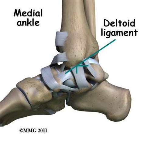 Pictures Of Ankle Joint Deltoid Ligament