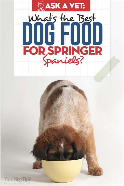 Best complete dry puppy foods. 9 Best Dog Foods for Springer Spaniels | Best dog food ...