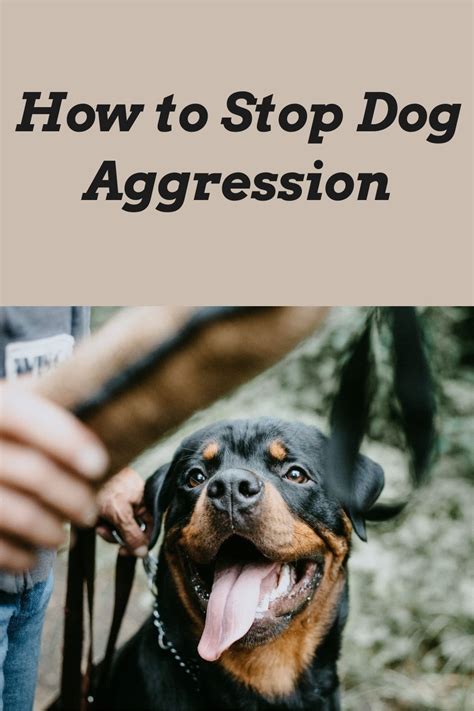 How To Stop Dog Aggression Aggressive Dog Dog Training Dog Behavior
