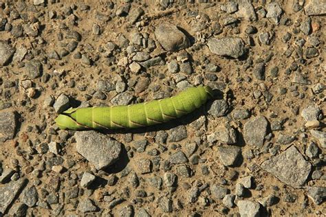 Its larva is a fairly long caterpillar. Green Caterpillar with spike | A stroll through the Keji ...