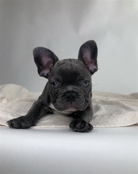 French Bulldog Frenchie Puppy Blue Brindle Iheartteacups
