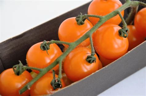 Orange Cherry Tomatoes On A Branch On A Substrate Minimalism Stock