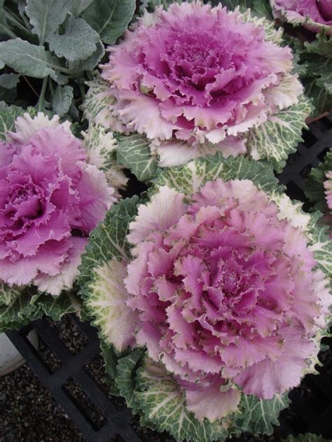 Photo Of The Entire Plant Of Flowering Kale Brassica Songbird Pink