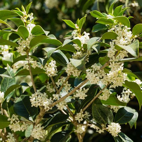 Osmanthus Fragrans Olea Fragrans Mondorose E Fiori