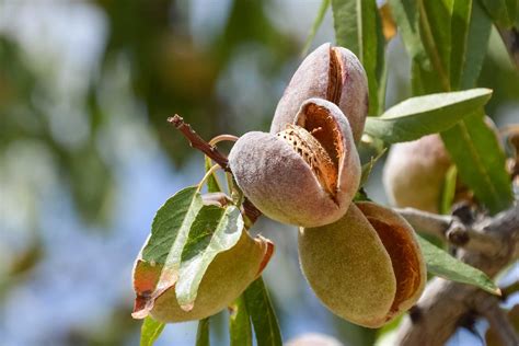 Secrets Of Natural Health Almonds