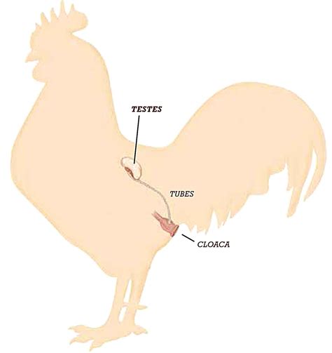 Part Two A Hens Reproductive System Backyard Poultry